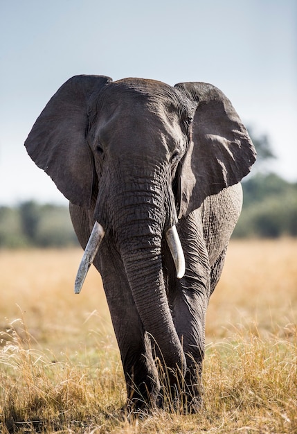 Big elephant is standing in the savanna.