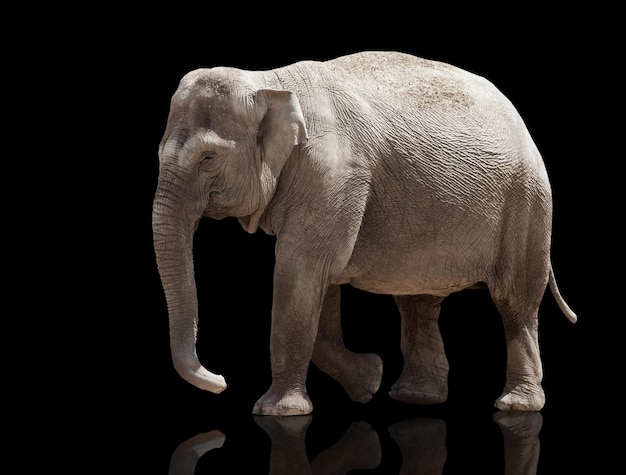 Big elephant standing on a black background