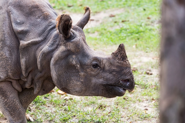 Big endangered indian rhinoceros (one-horned rhinoceros).