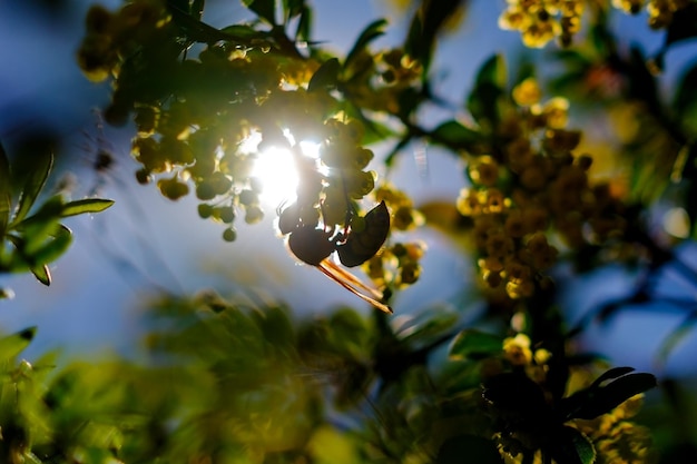 Big european hornet feeding on barberry flower