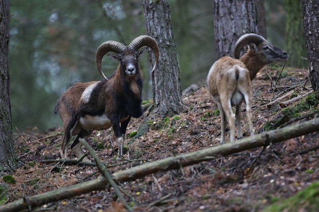 Photo big european moufflon in the forest wild animal in the nature habitat in czech republic