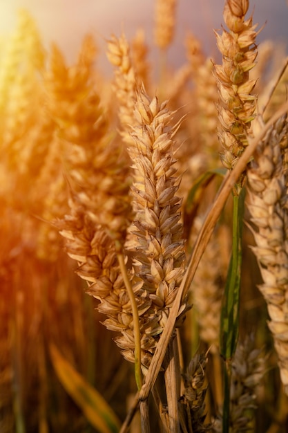 A big field of wheat and sky at sunset usual rural England landscape in Yorkshire