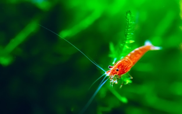 Big fire red or cherry dwarf shrimp in fresh water aquarium tank