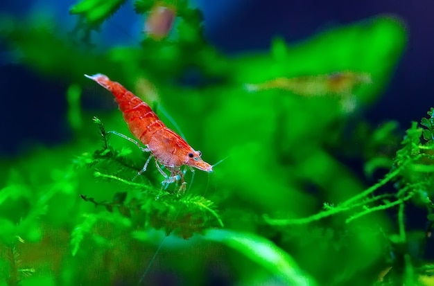 Big fire red or cherry dwarf shrimp in fresh water aquarium tank