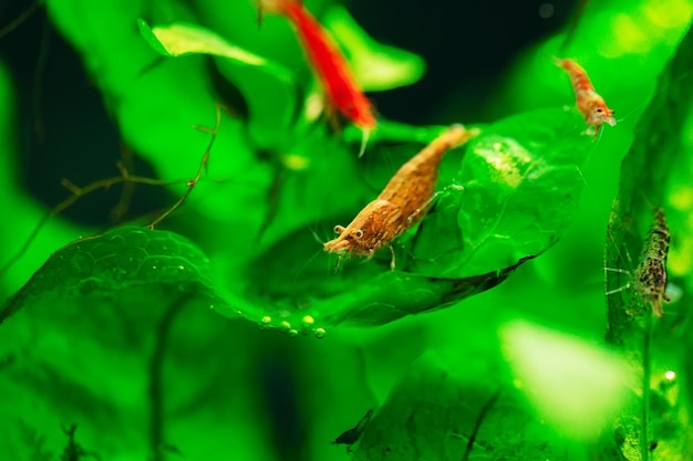 Big fire red or cherry dwarf shrimp with green background in fresh water aquarium tank.