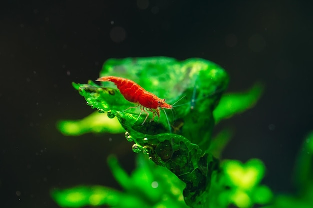 Big fire red or cherry dwarf shrimp with green background in fresh water aquarium tank.