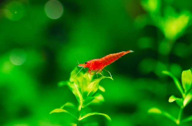 Big fire red or cherry dwarf shrimp with green background in fresh water aquarium tank.