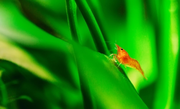 Big fire red or cherry dwarf shrimp with green background in fresh water aquarium tank.