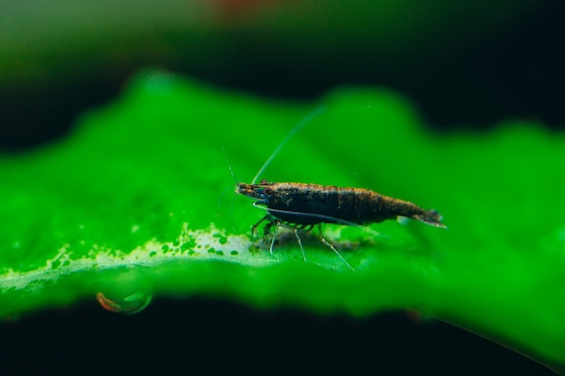 Big fire red or cherry dwarf shrimp with green background in fresh water aquarium tank.