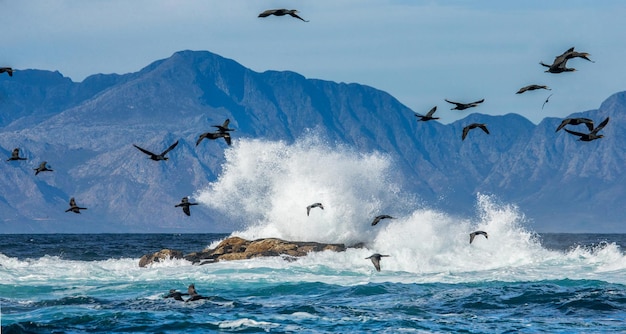 Big flock of cormorants Phalacrocorax are flying against the backdrop of the sea and waves False Bay South Africa