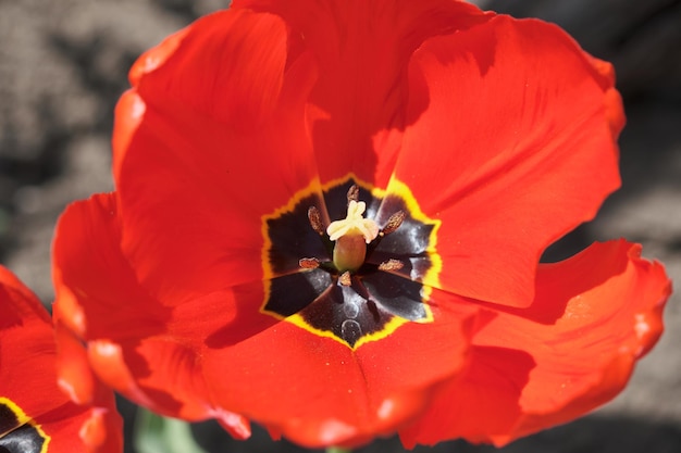 Big flower bed with tulips close up Spring flowers