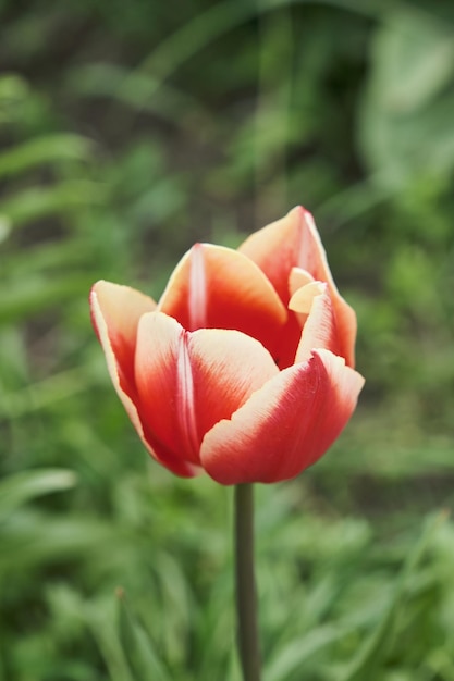 Big flower bed with tulips close up