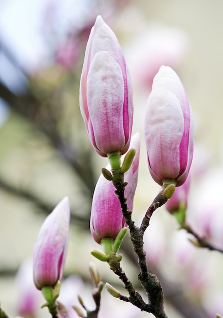 Big flower buds of magnolia-tree (on blossom tree surface). Composite closeup photo with considerable depth of sharpness.