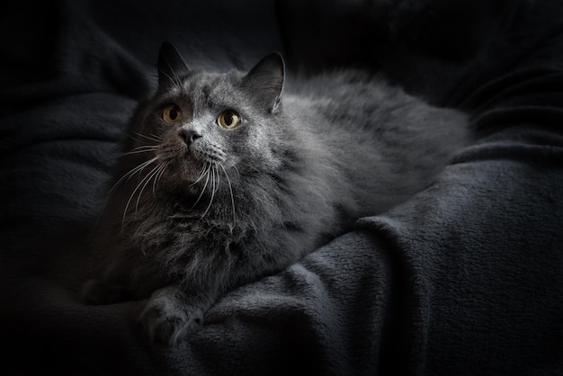 A big fluffy grey domestic cat lies on a dark background