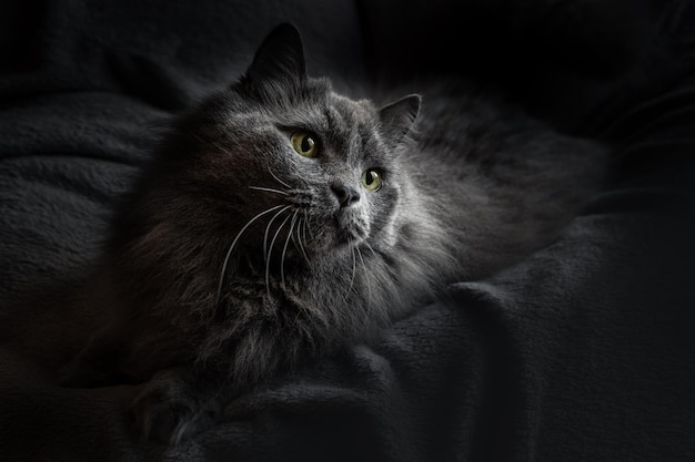 A big fluffy grey domestic cat lies on a dark background