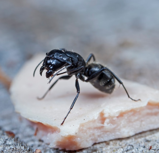 big forest ants in a native habitat