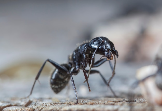 big forest ants in a native habitat