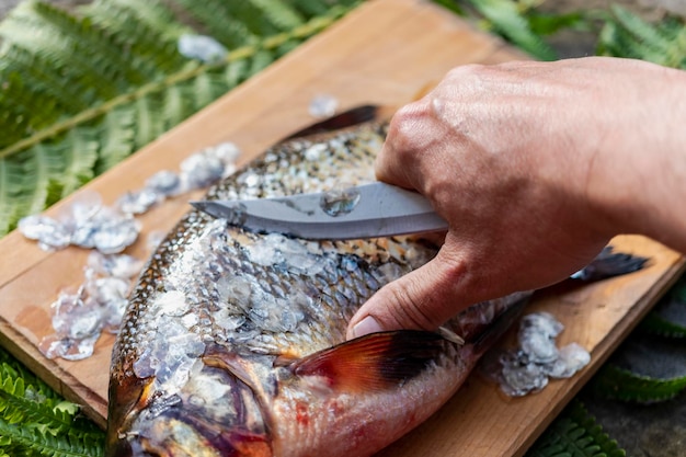 Big fresh bream Freshly caught river fish A man cleans the fish from scales Fishing for spinning and feeder Preparing fish for cooking