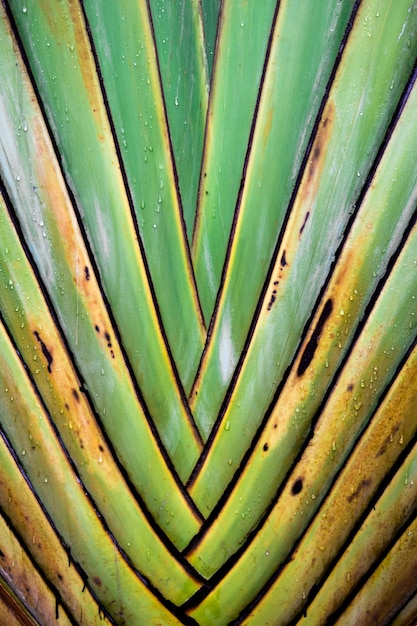 Big fresh green leaf as background