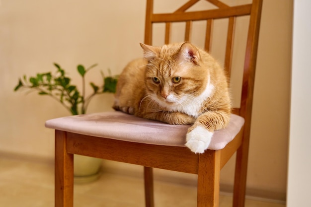 Big funny redhead lying on a chair at home