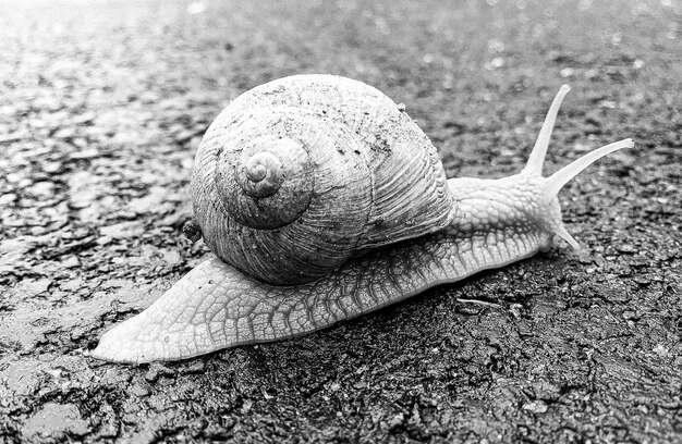 Big garden snail in shell crawling on wet road hurry home