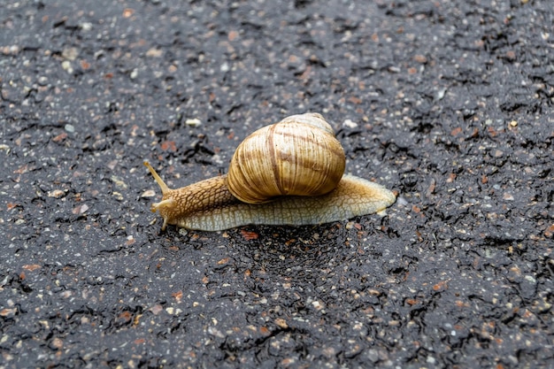 Big garden snail in shell crawling on wet road hurry home