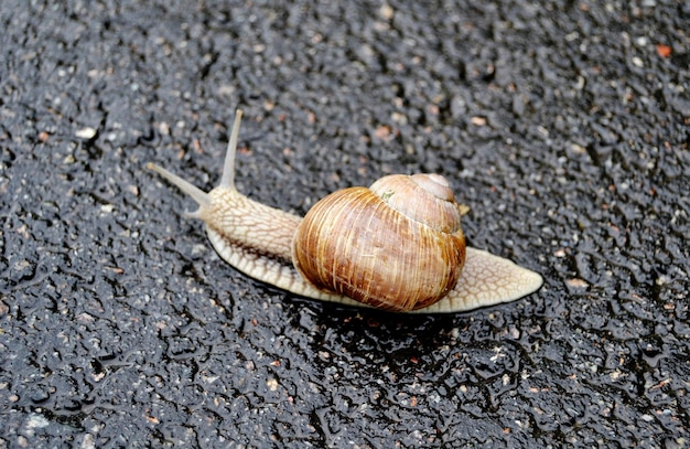 Big garden snail in shell crawling on wet road hurry home