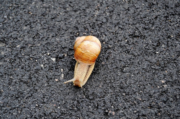 Big garden snail in shell crawling on wet road hurry home