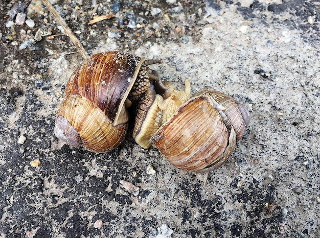 Big garden snail in shell crawling on wet road hurry home