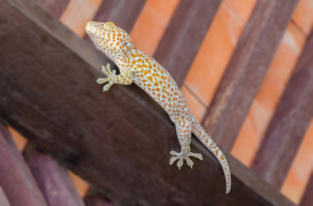 A big gecko is resting under the roof