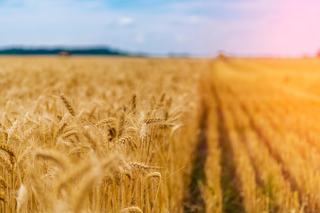 Big golden field of wheat Harvesting yellow ripe wheat Agricultural close up