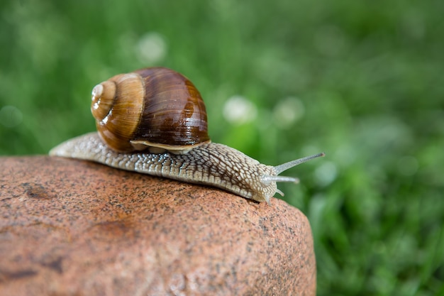 Big grape snail is walking on the red stone