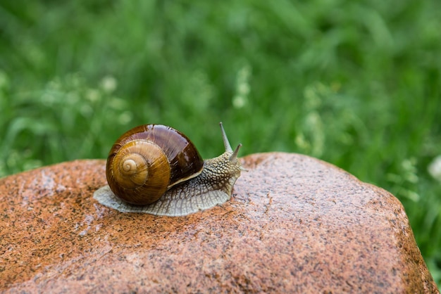 Big grape snail is walking on the red stone