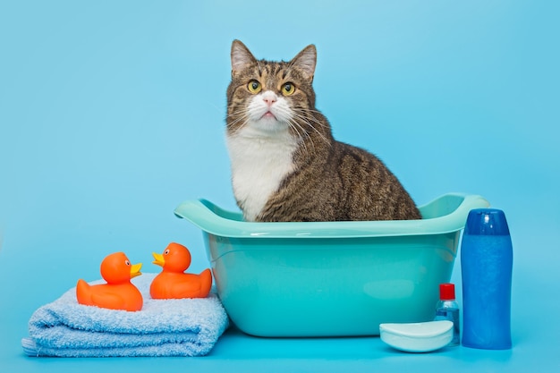 Big gray cat is sitting in a basin