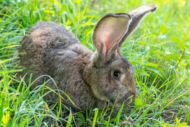 Big gray rabbit breed Vander on the green grass. Rabbit eats grass. Breeding rabbits on the farm