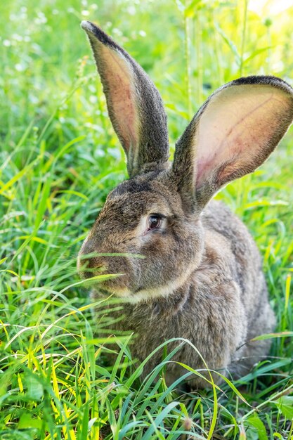 Photo big gray rabbit breed vander on the green grass. rabbit eats grass. breeding rabbits on the farm