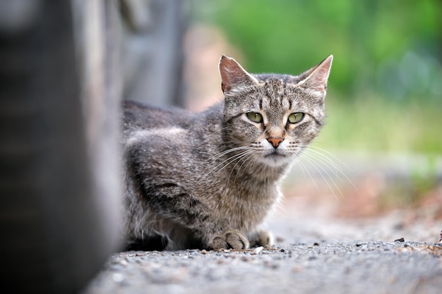 Big gray stray cat resting under parked car on steet outdoors in summer