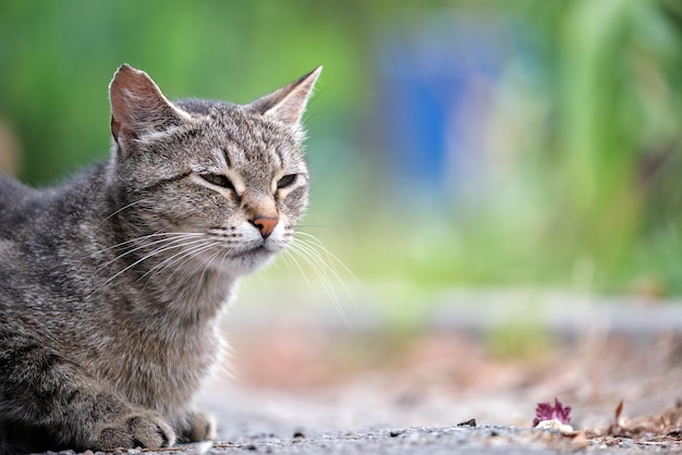 Big gray stray cat resting on steet outdoors in summer