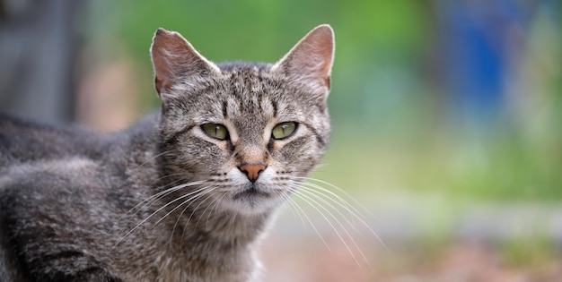 Big gray stray cat resting on steet outdoors in summer