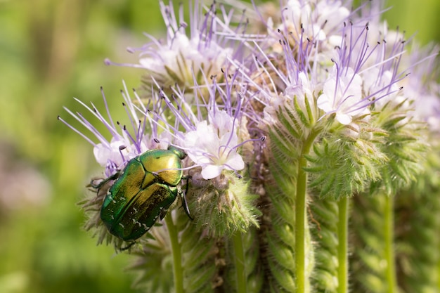 Big green bug on a violet flower in garden