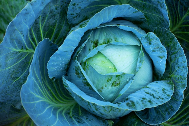 Big green cabbage on the farm. Vegetarian food background.