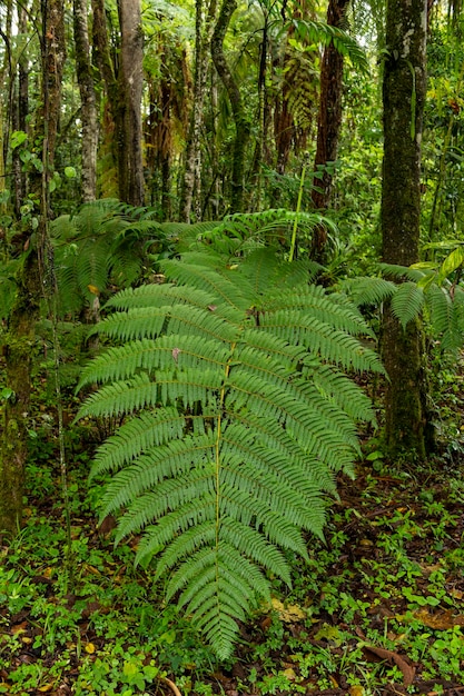 Big green fern foliage in a cloud forest