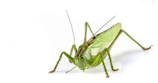 Big green grasshopper