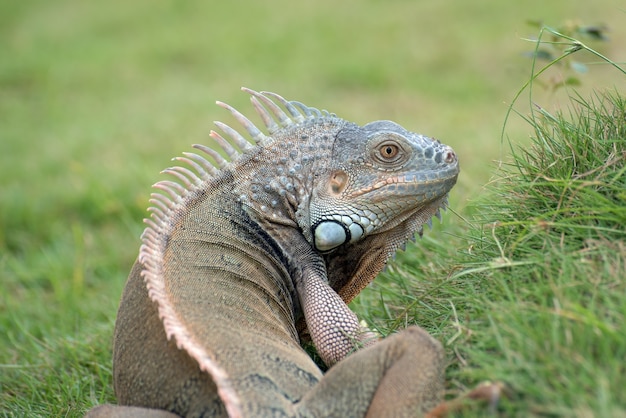 Big green iguana on a grass