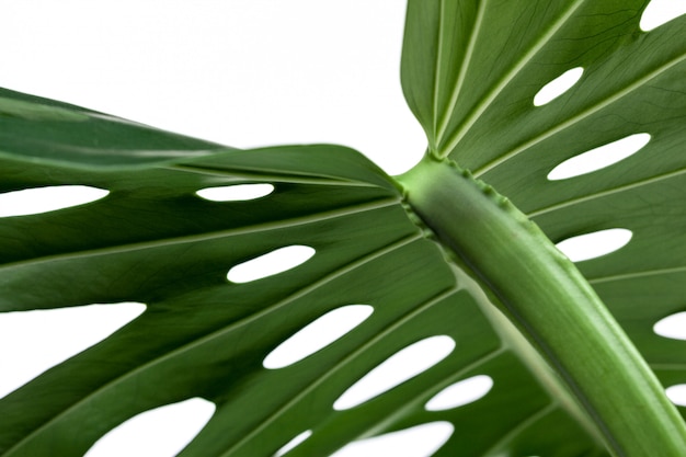 Big green leaf of Monstera plant on white 