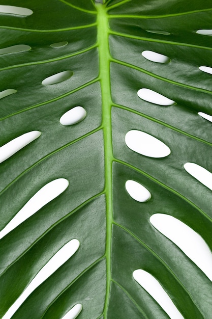 Big green leaf of Monstera plant on white