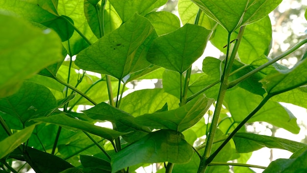 Big green leaf on a white background