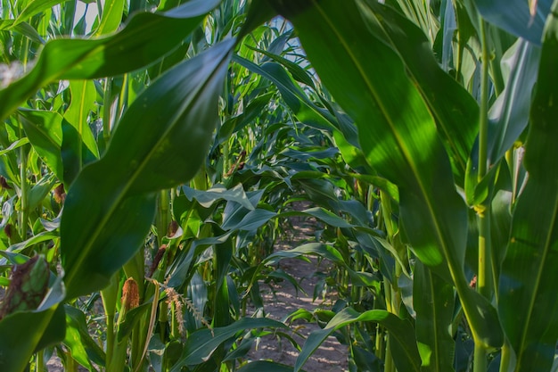 Big green leafs of corn on the cornfield closeup in summer season