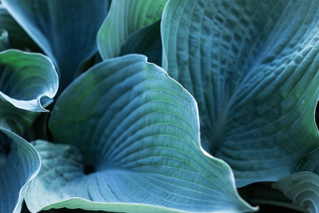 Big green leaves of a tropical plant background