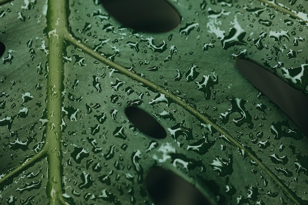 Big green monstera with dew drops in the rainy season concept of nature